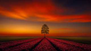 Lone tree field flowers sunset - a red sky in the background free wallpaper for desktop