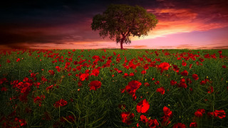 Red flower field sunset tree 2 - red flower free wallpaper for desktop