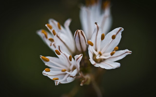 Flower pollen macro blurry background - the petal free wallpaper