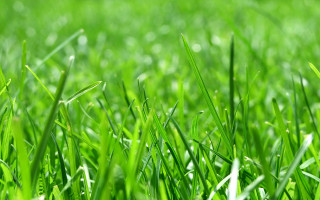 Green grass macro blurry background 3 - a green grass field free wallpaper for desktop