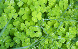 Green clovers water droplets macro - art green free wallpaper for desktop