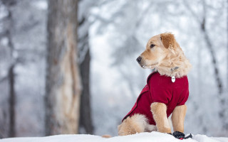 Dog red shirt snow woods - in the wood free wallpaper for desktop
