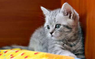 Small kitten curious cat adorable - a curious look free wallpaper