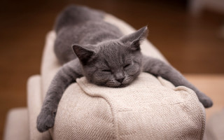 Gray cat sleeping white cushion - its head free wallpaper