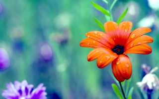 Blue flower water droplets bokeh 2 - a close up of a flower free wallpaper for desktop