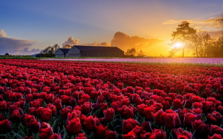 Red flower field sunset barn - dirck van der lisse free wallpaper for desktop