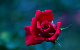 Red rose gothic macro flower - single free wallpaper for desktop