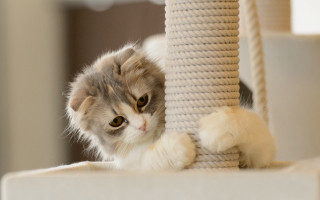 Kitten peeking scratching post toy - a kitten free wallpaper