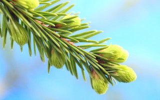 Pine cone branch blue sky - boetius adamsz bolswert free wallpaper for desktop