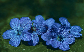 Blue flower water droplets macro 6 - a green surface free wallpaper