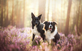 Dogs purple flowers trees sunlight - the background and sunlight free wallpaper