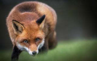 Red fox macro animal focus - the camera lense free wallpaper