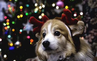 Dog reindeer hat christmas bokeh - cute free wallpaper for desktop