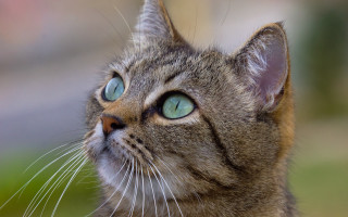 Cat blue eyes looking up 9 - a cat free wallpaper