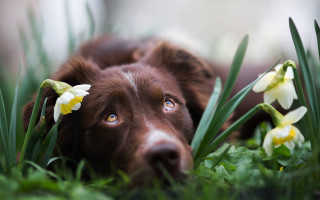 Dog grass flowers wide open - elke vogelsang free wallpaper