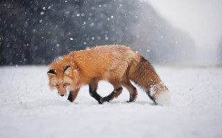 Red fox snow winter woods - winter time free wallpaper