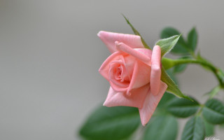 Pink rose green leaves macro 3 - gray background free wallpaper