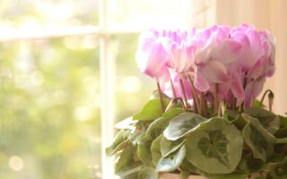 Vase pinkflowers window greenplant stillife - a green plant free wallpaper