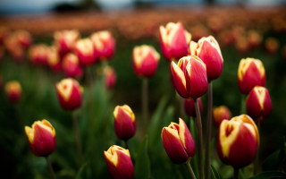 Red tulips blurry bokeh background - a sky background in the background free wallpaper
