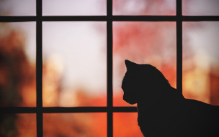 Cat window sunset moon instillife - the house free wallpaper for desktop