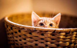 Kitten peeking basket light eyes - aloysius okelly free wallpaper
