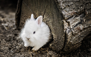 White rabbit peeking tree trunk - its head free wallpaper