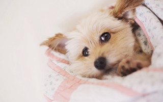 Shiba inu dog bed blanket - a white floor free wallpaper