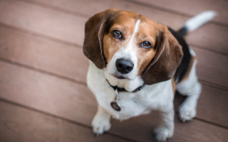 Sad shiba inu deck photorealistic - a wooden deck free wallpaper