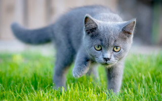 Small gray kitten green field - a lush green field of grass free wallpaper