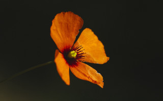 Orange flower black background macro 2 - orphism free wallpaper
