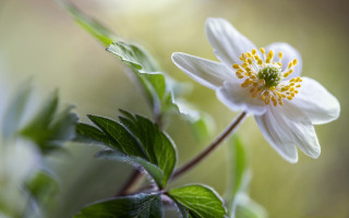 White flower yellow center green 11 - background of leaves free wallpaper