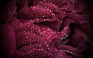 Dark red flower water droplets - petal and petals free wallpaper for desktop