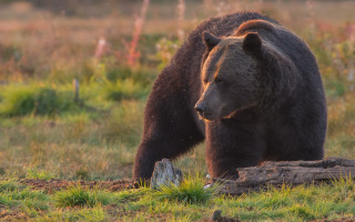 Bear field forest stump primivitism - field next free wallpaper
