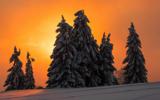 Snowy trees sunset clouds fiery - a yellow sky free wallpaper