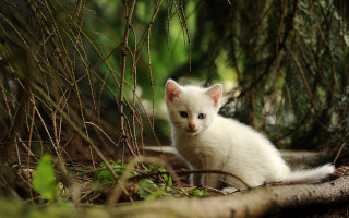 White kitten woods curious nature - a white kitten free wallpaper