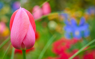 Pink flower blurry background blue - corneille free wallpaper