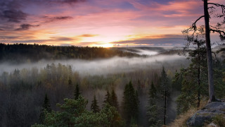 Forest sunset fog trees mountain - artur tarnowski free wallpaper