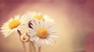 Daisies vase table top blurry - a bunch of daisies free wallpaper