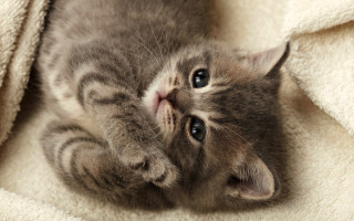 Kitten laying on blanket cute - its back free wallpaper for desktop