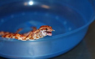 Orange gecko blue bowl open - its mouth wide open free wallpaper for desktop