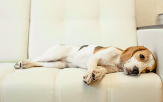 Dog couch shiba inu photorealistic - its head on free wallpaper