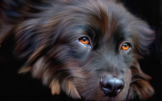 Dog orange eyes black background - a black background and a blurry background behind free wallpaper