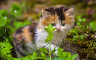 Curious kitten blue eyes grass 2 - a kitten free wallpaper