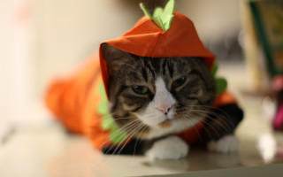 Cat costumed table bokeh furry - a costume free wallpaper