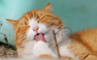 Cat laying down tongue out - its tongue free wallpaper