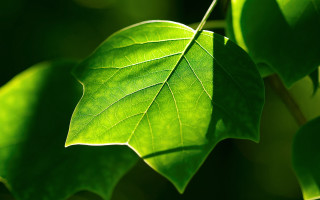 Green leaf branch sunlight macro - a blurry background of leaves free wallpaper
