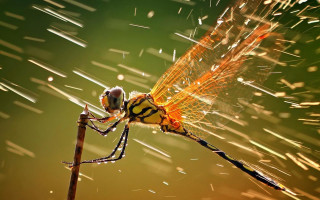 Dragonfly blonde girl city macro - its wing free wallpaper