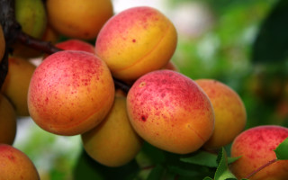 Fruit hanging leaves summer vibrancy - a bunch of fruit free wallpaper