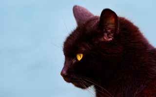 Black cat yellow eyes gothic 7 - blue sky in the background free wallpaper