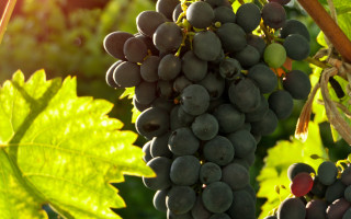 Grapes vineyard leaves sunlight photorealism - a green leafy plant free wallpaper for desktop